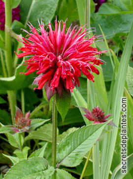 fleur de monarde dans le jardin de Fran�\{ADRESSE_MAILoise PIEGAY