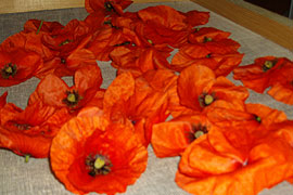 fleurs de coquelicots au sèchage, par Fran�\{ADRESSE_MAILoise PIEGAY
